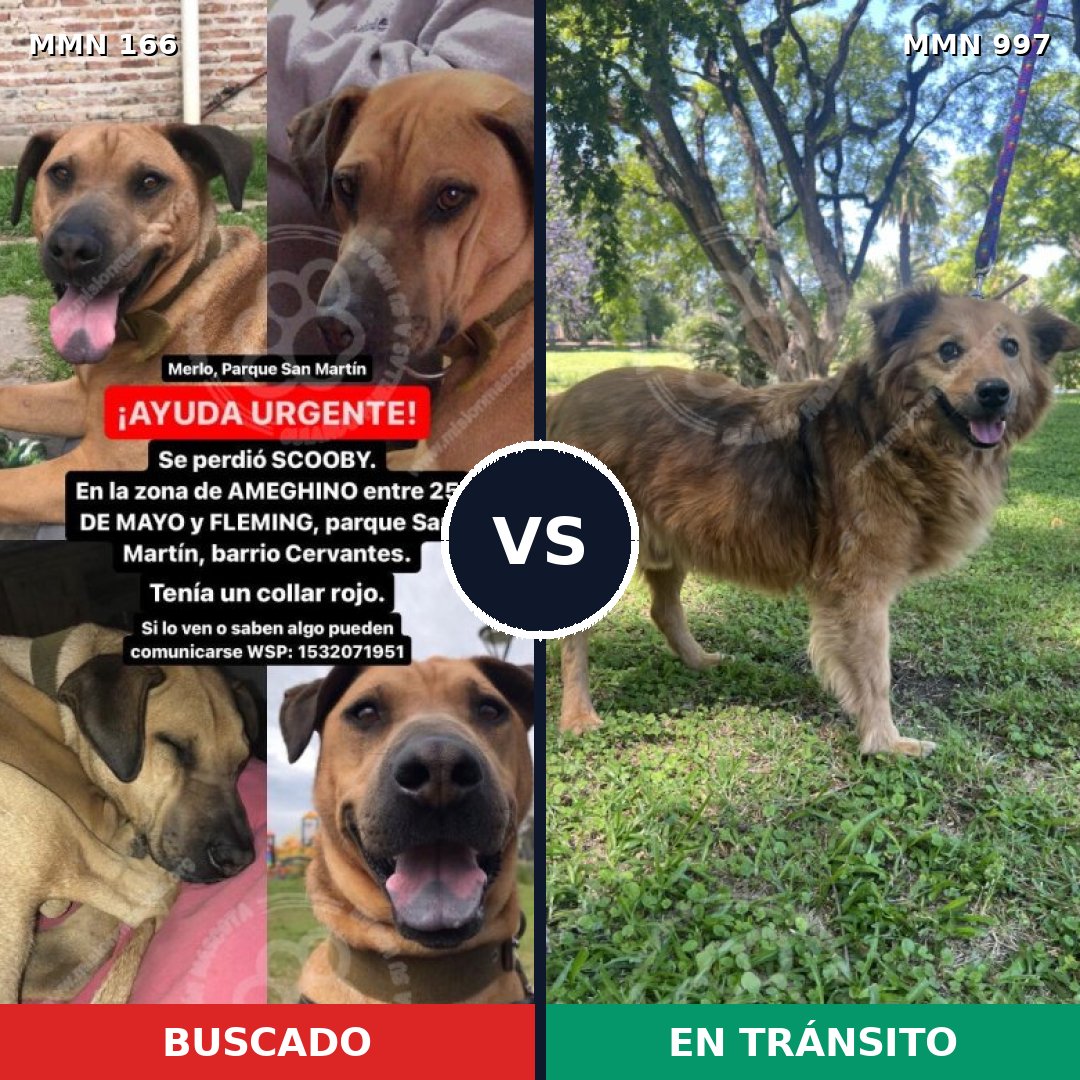 Comparativa MMS 15932: mascota perdida y mascota encontrada, 51% de similitud