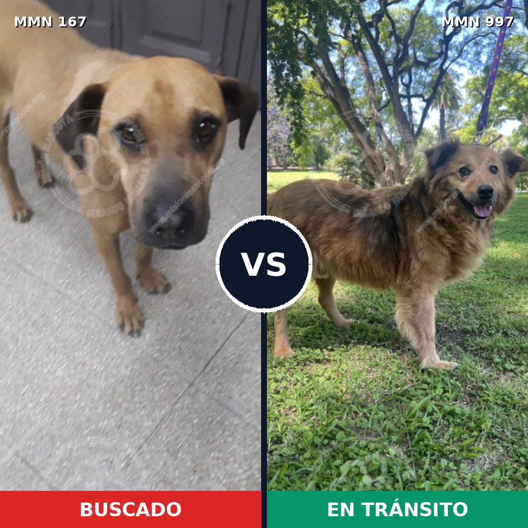 Comparativa MMS 15933: mascota perdida y mascota encontrada, 51% de similitud