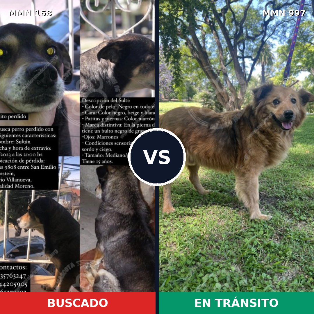Comparativa MMS 15934: mascota perdida y mascota encontrada, 65% de similitud
