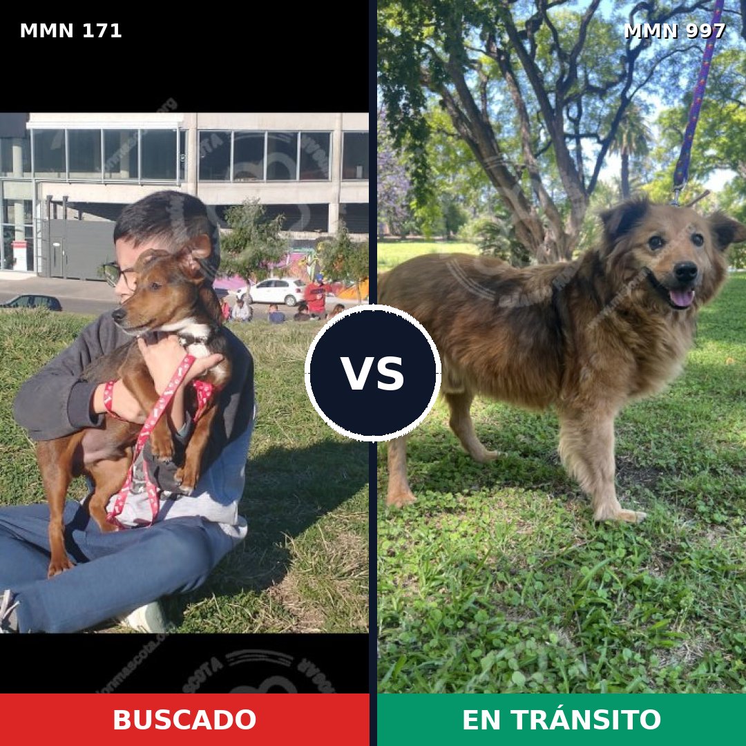 Comparativa MMS 15935: mascota perdida y mascota encontrada, 66% de similitud