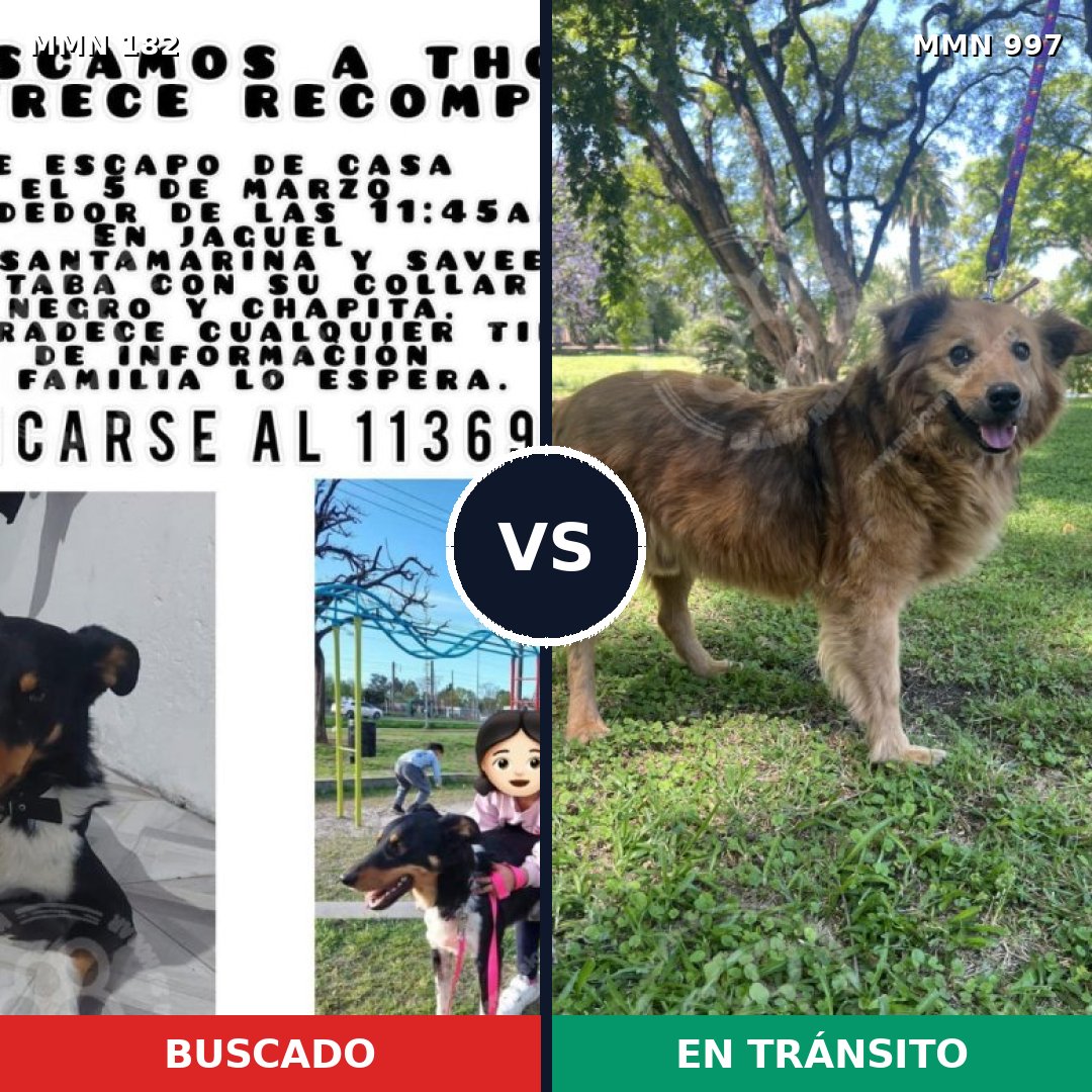Comparativa MMS 15936: mascota perdida y mascota encontrada, 65% de similitud