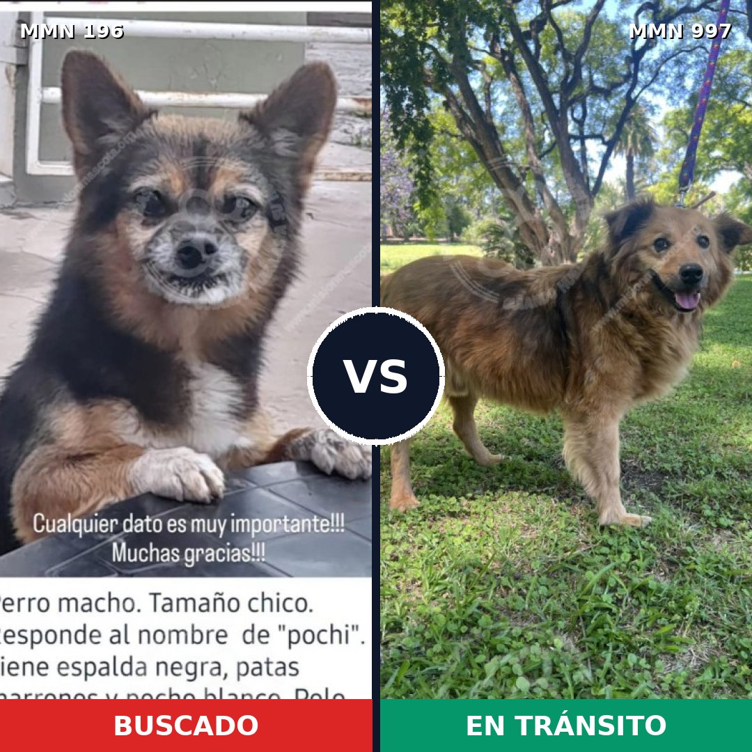 Comparativa MMS 15937: mascota perdida y mascota encontrada, 40% de similitud