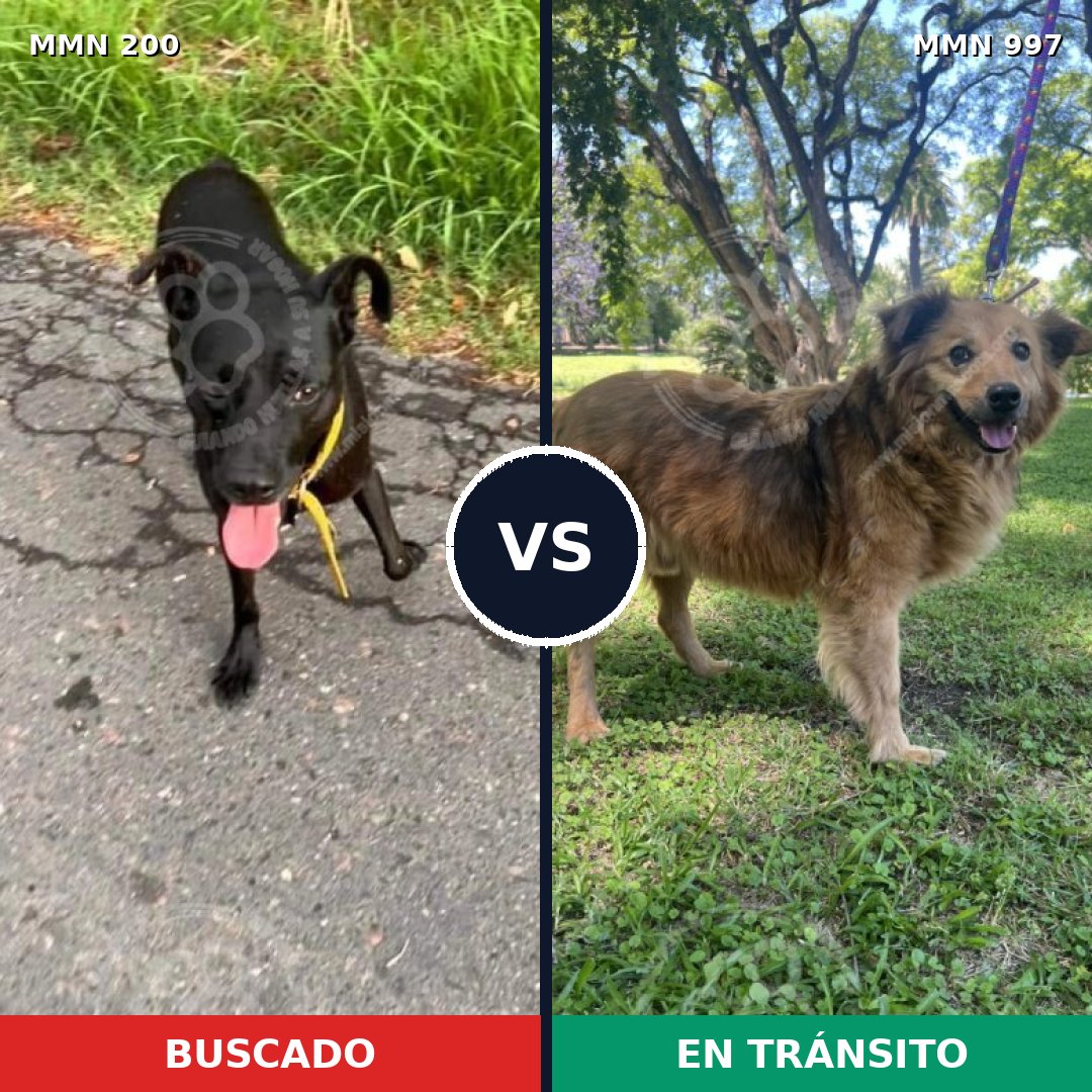 Comparativa MMS 15938: mascota perdida y mascota encontrada, 59% de similitud