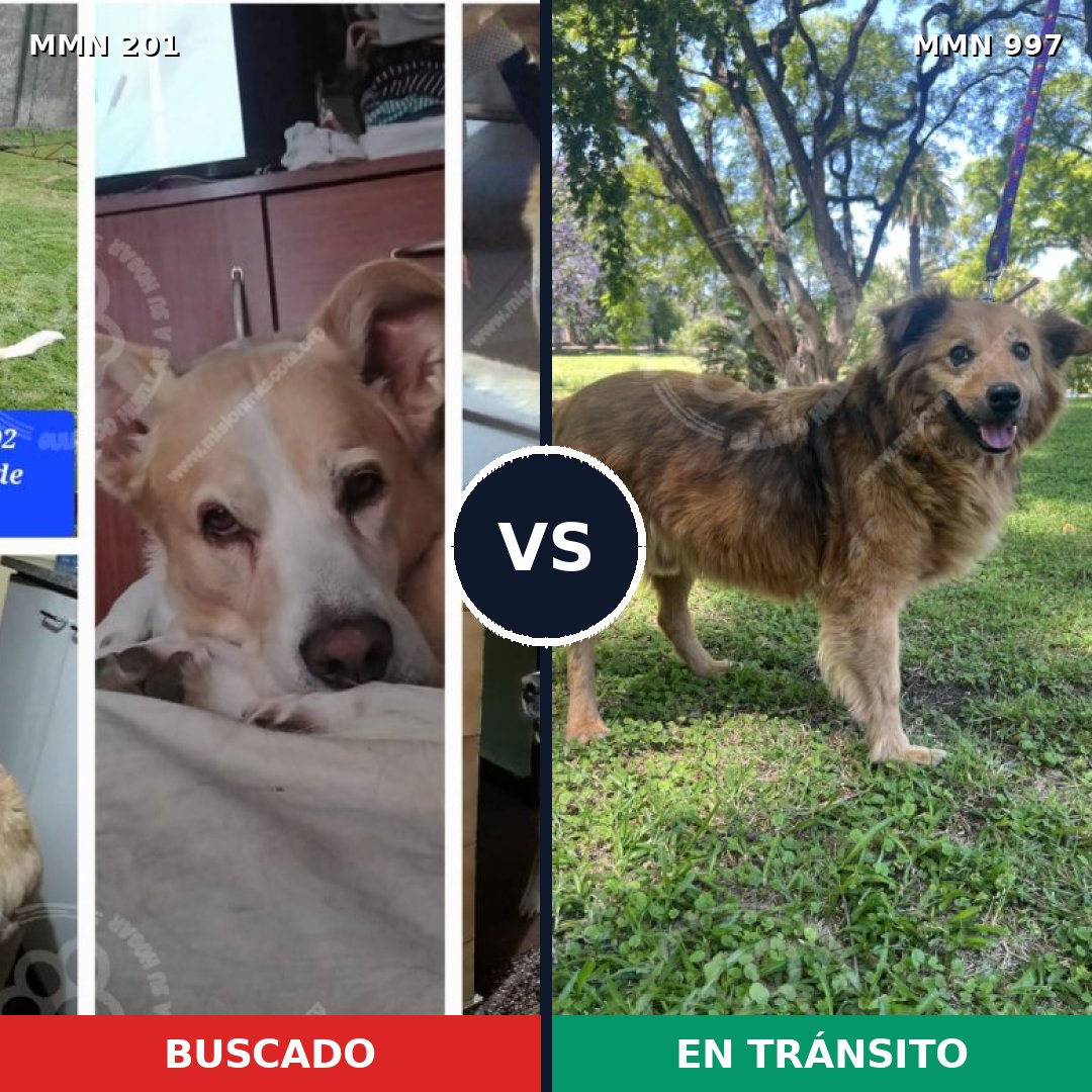 Comparativa MMS 15939: mascota perdida y mascota encontrada, 73% de similitud