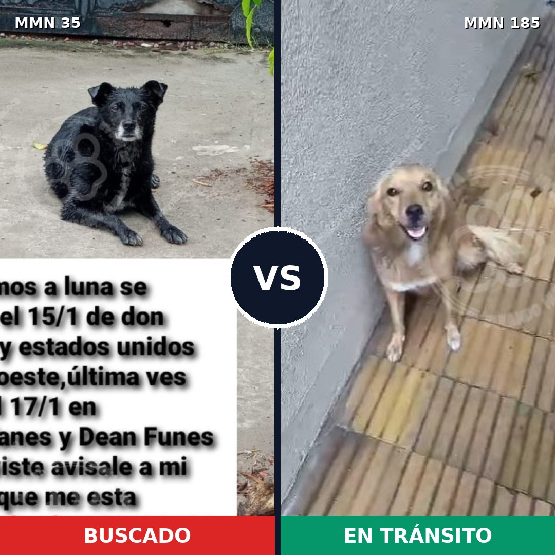 Comparativa MMS 1594: mascota perdida y mascota encontrada, 62% de similitud