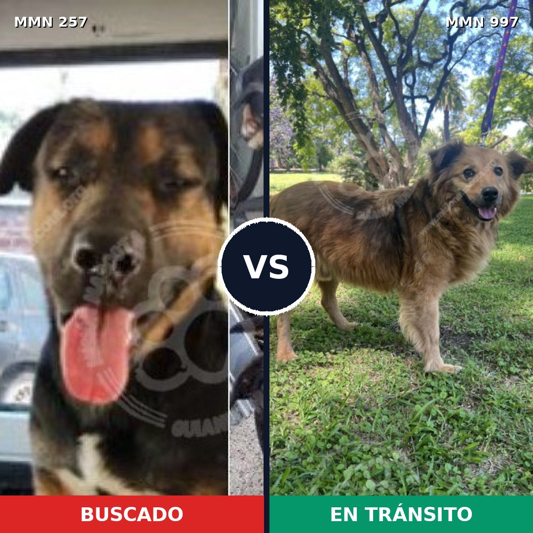 Comparativa MMS 15942: mascota perdida y mascota encontrada, 44% de similitud