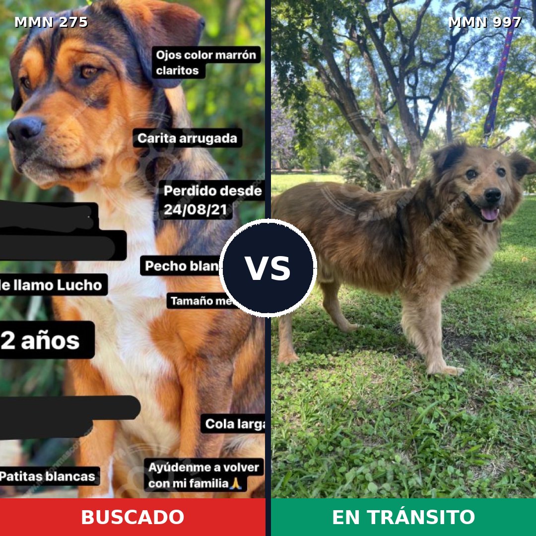 Comparativa MMS 15943: mascota perdida y mascota encontrada, 67% de similitud