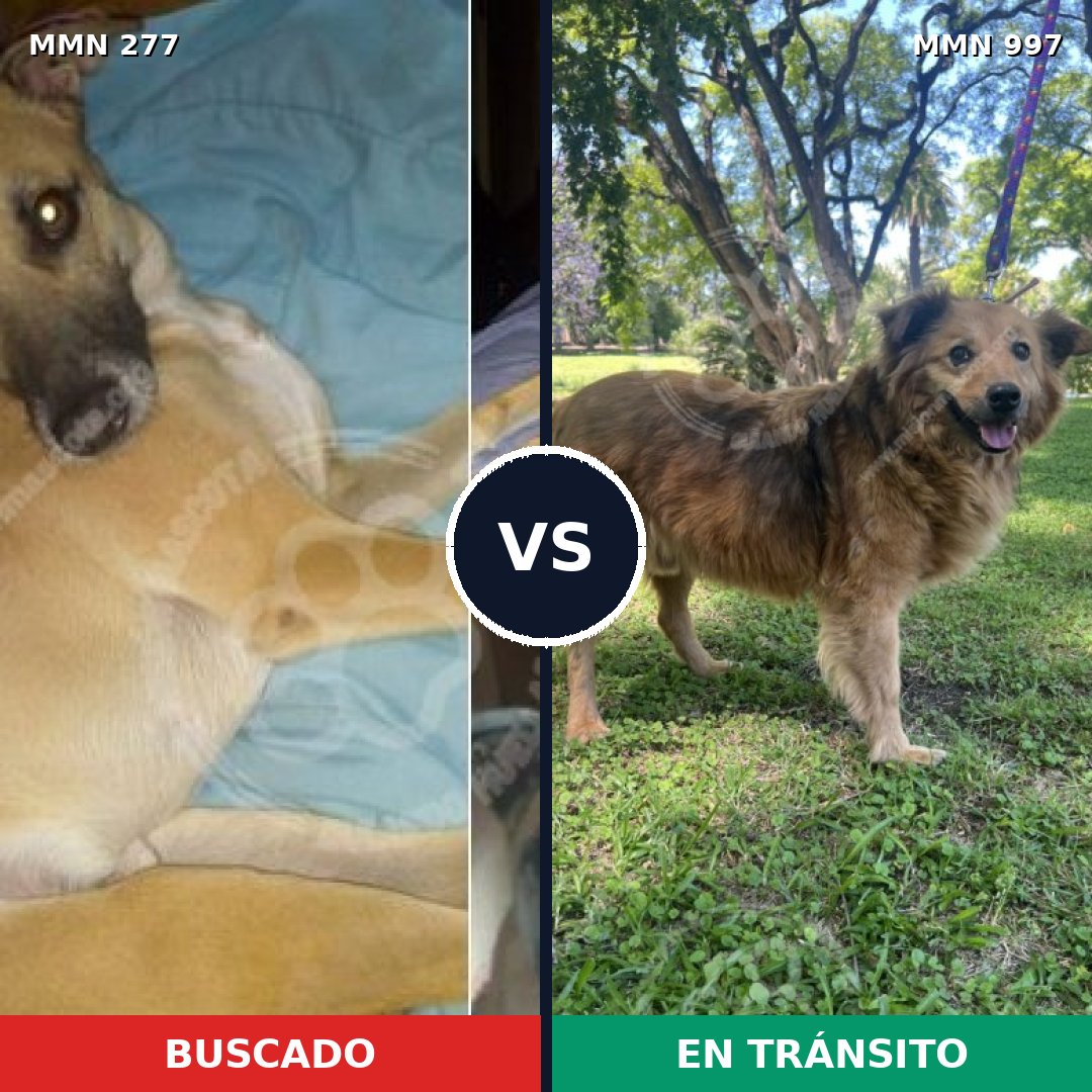 Comparativa MMS 15944: mascota perdida y mascota encontrada, 69% de similitud