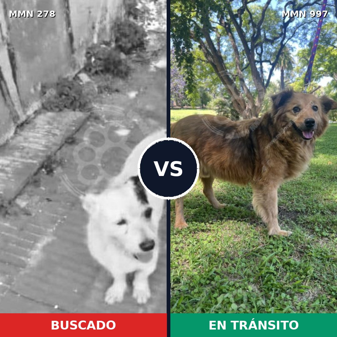Comparativa MMS 15945: mascota perdida y mascota encontrada, 38% de similitud