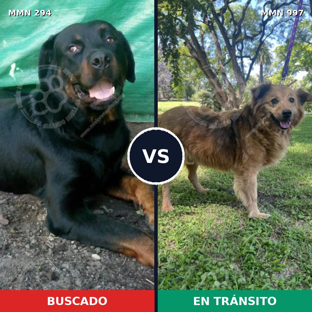 Comparativa MMS 15946: mascota perdida y mascota encontrada, 24% de similitud