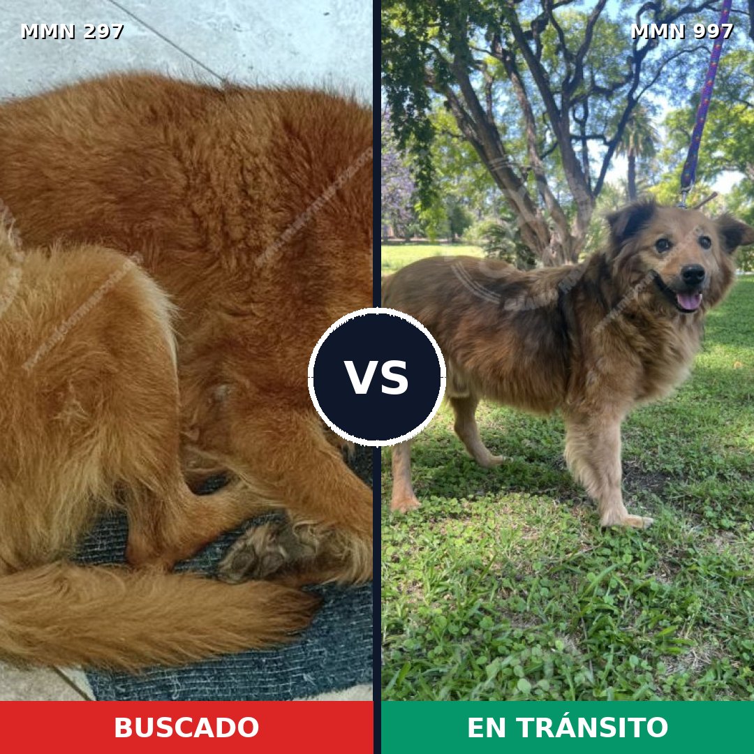Comparativa MMS 15947: mascota perdida y mascota encontrada, 67% de similitud