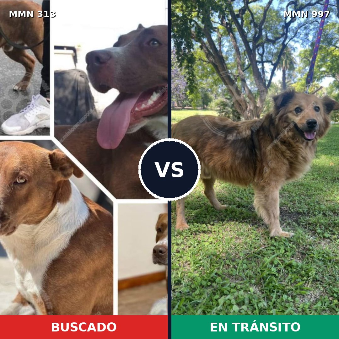 Comparativa MMS 15949: mascota perdida y mascota encontrada, 71% de similitud