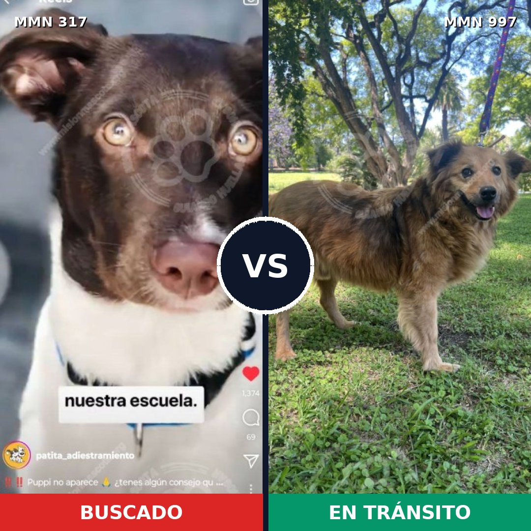 Comparativa MMS 15950: mascota perdida y mascota encontrada, 40% de similitud
