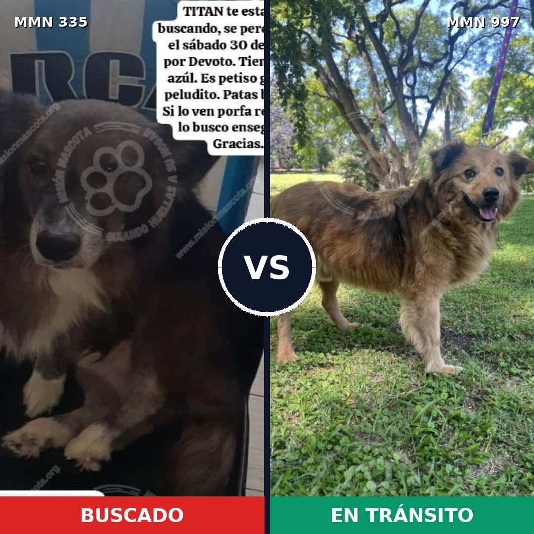Comparativa MMS 15951: mascota perdida y mascota encontrada, 66% de similitud