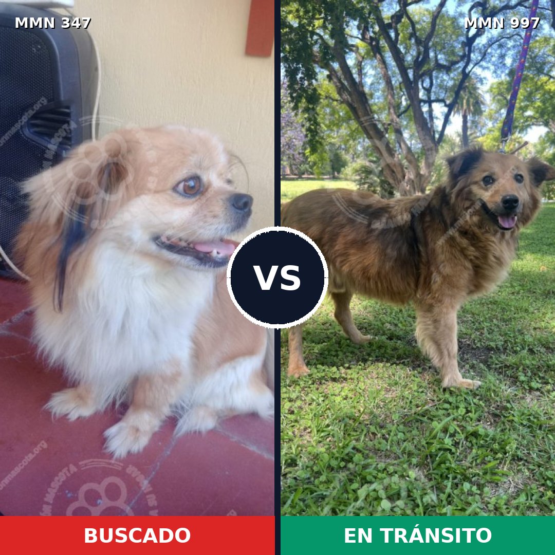 Comparativa MMS 15952: mascota perdida y mascota encontrada, 57% de similitud