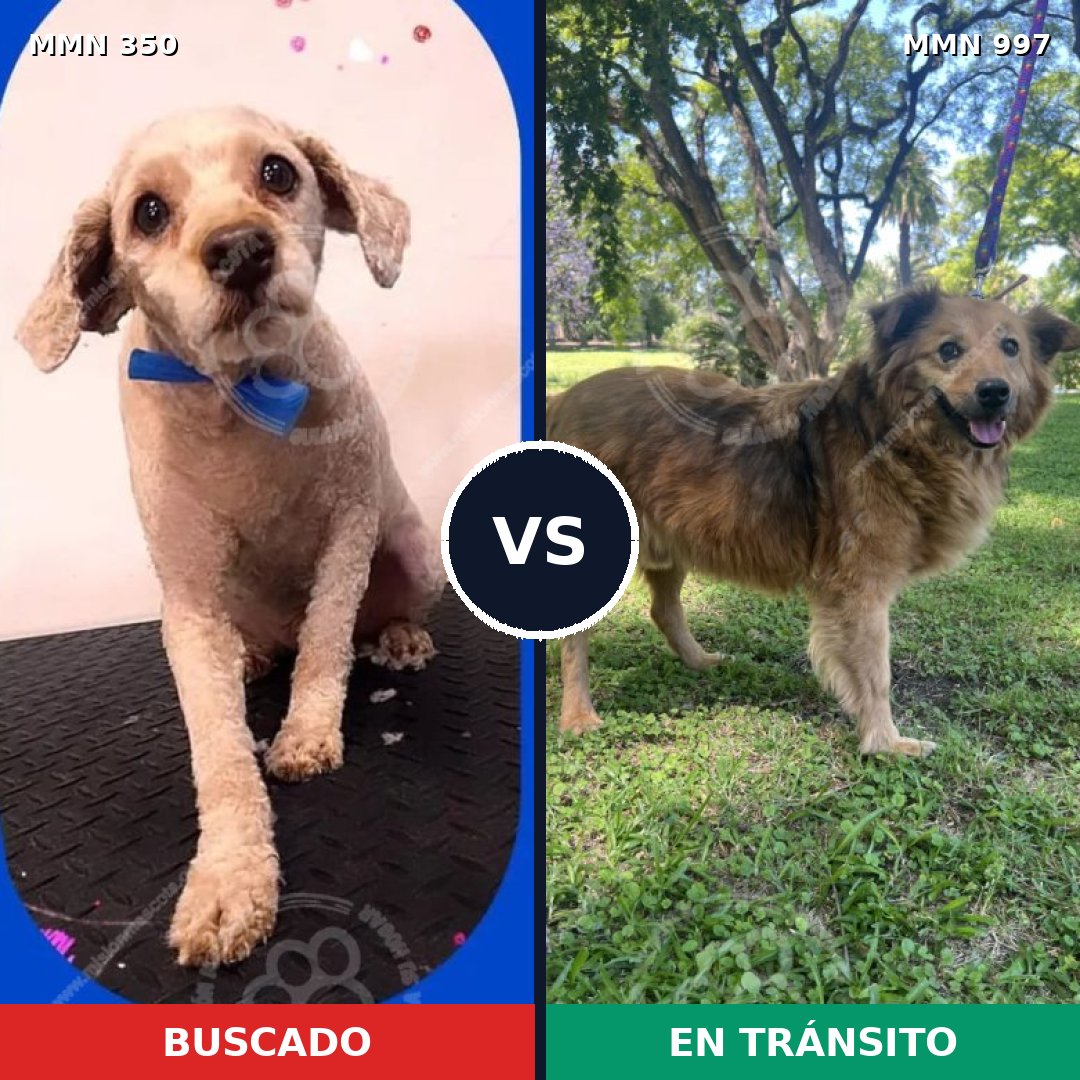 Comparativa MMS 15953: mascota perdida y mascota encontrada, 51% de similitud