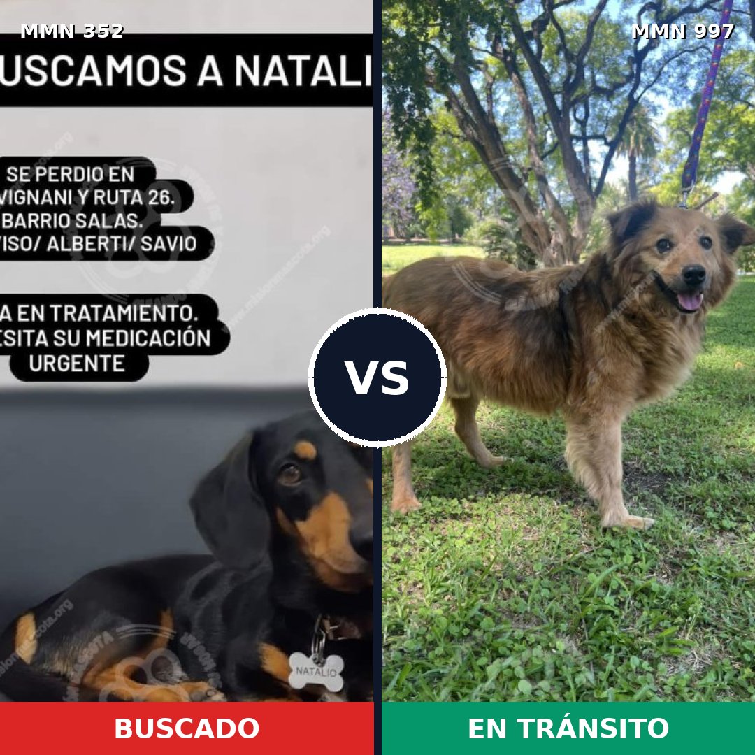 Comparativa MMS 15954: mascota perdida y mascota encontrada, 25% de similitud
