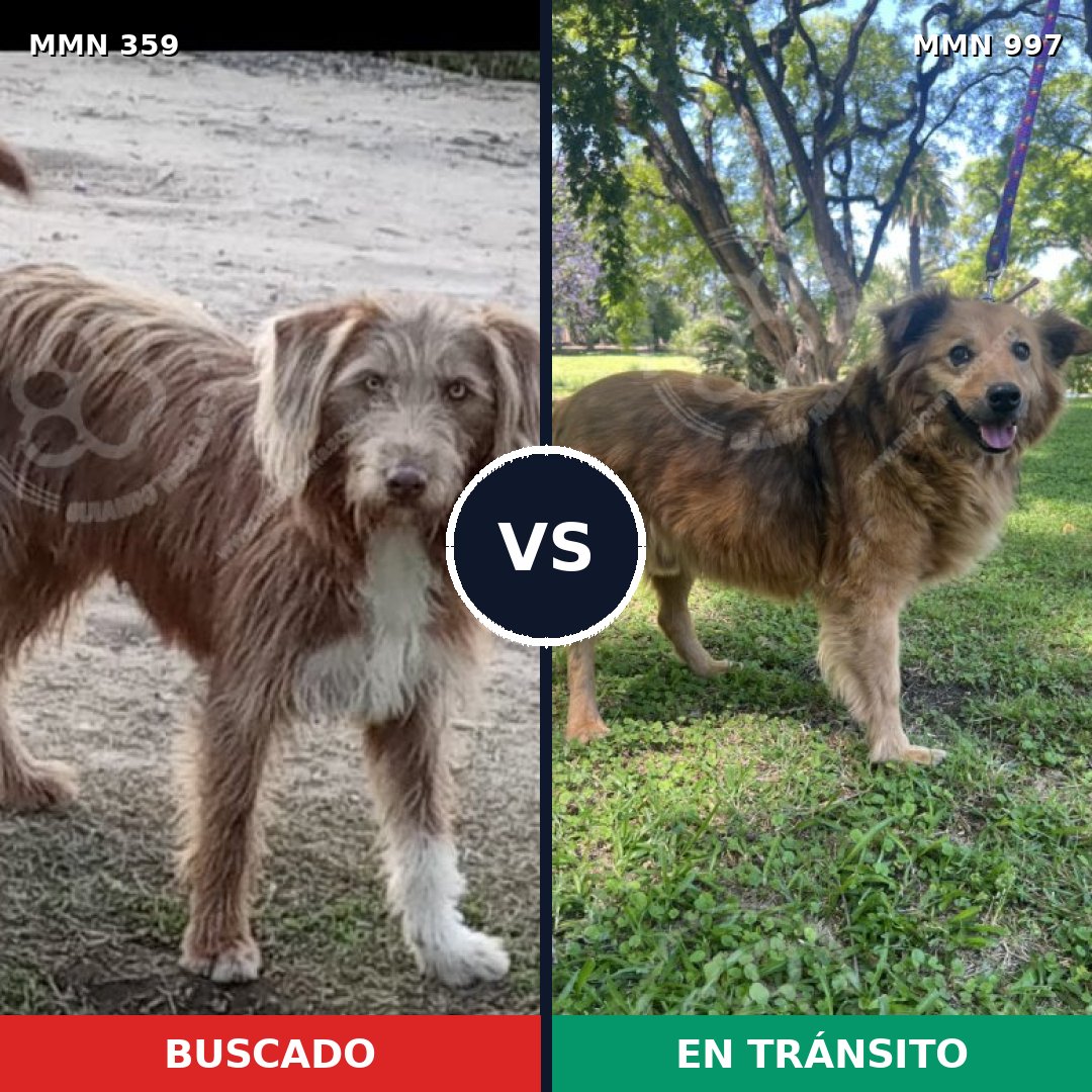 Comparativa MMS 15955: mascota perdida y mascota encontrada, 50% de similitud