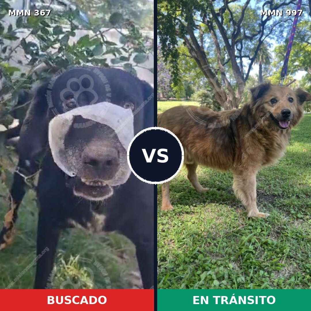 Comparativa MMS 15957: mascota perdida y mascota encontrada, 66% de similitud