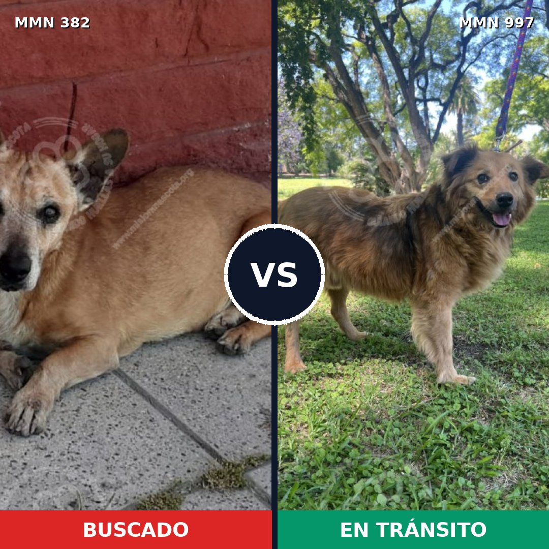 Comparativa MMS 15959: mascota perdida y mascota encontrada, 68% de similitud