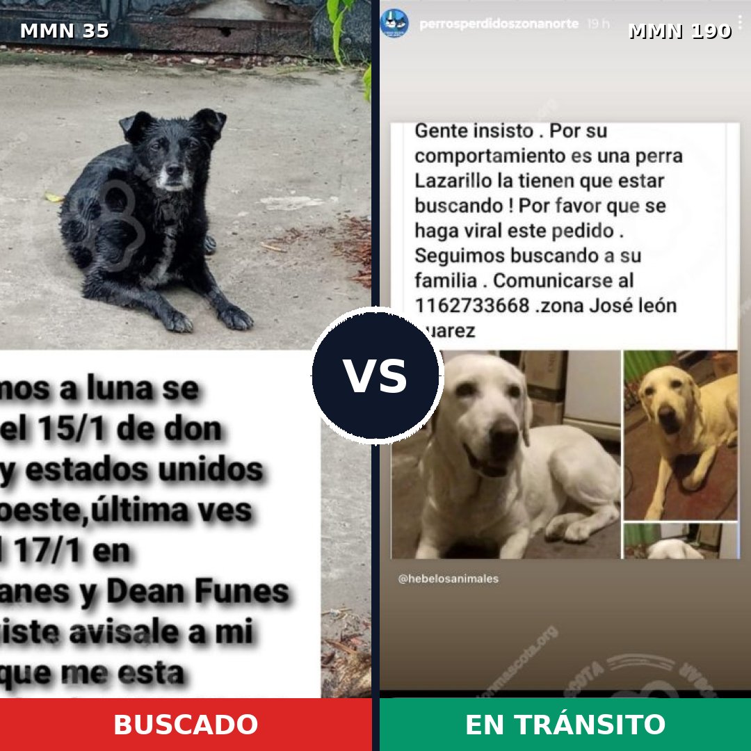 Comparativa MMS 1596: mascota perdida y mascota encontrada, 40% de similitud