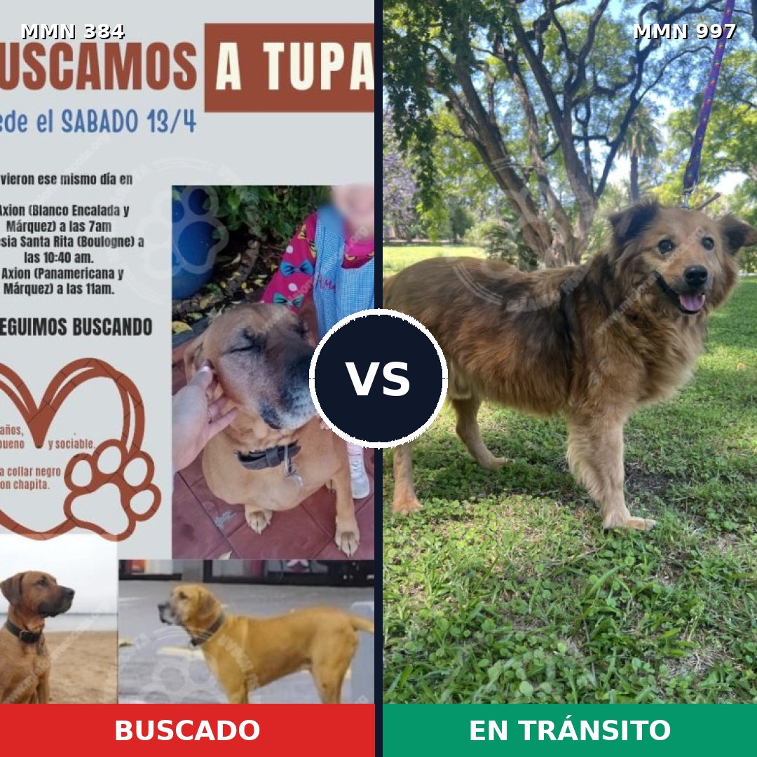 Comparativa MMS 15960: mascota perdida y mascota encontrada, 57% de similitud