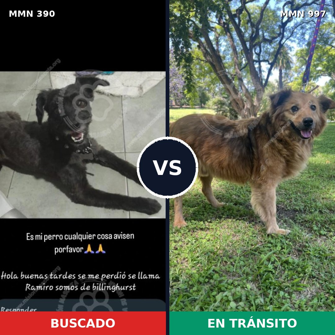 Comparativa MMS 15962: mascota perdida y mascota encontrada, 53% de similitud