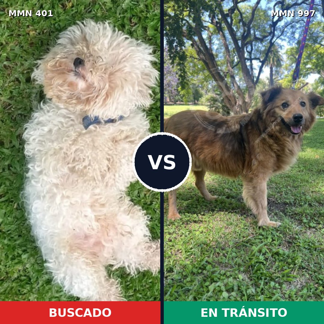 Comparativa MMS 15963: mascota perdida y mascota encontrada, 27% de similitud