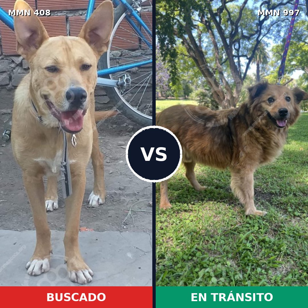 Comparativa MMS 15964: mascota perdida y mascota encontrada, 45% de similitud