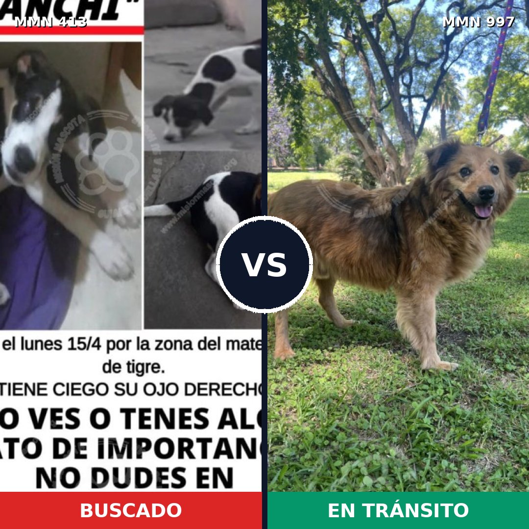 Comparativa MMS 15965: mascota perdida y mascota encontrada, 42% de similitud
