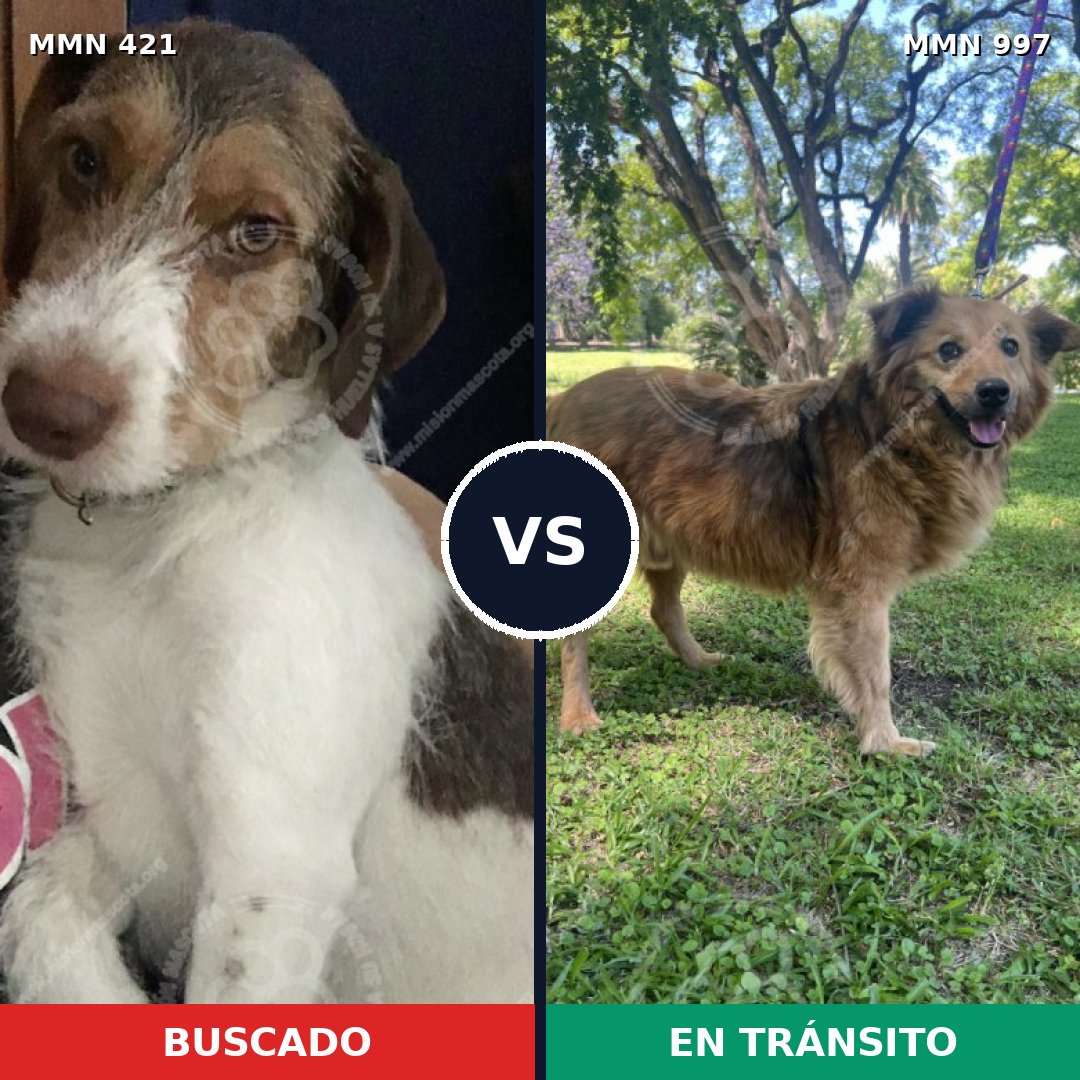 Comparativa MMS 15966: mascota perdida y mascota encontrada, 73% de similitud