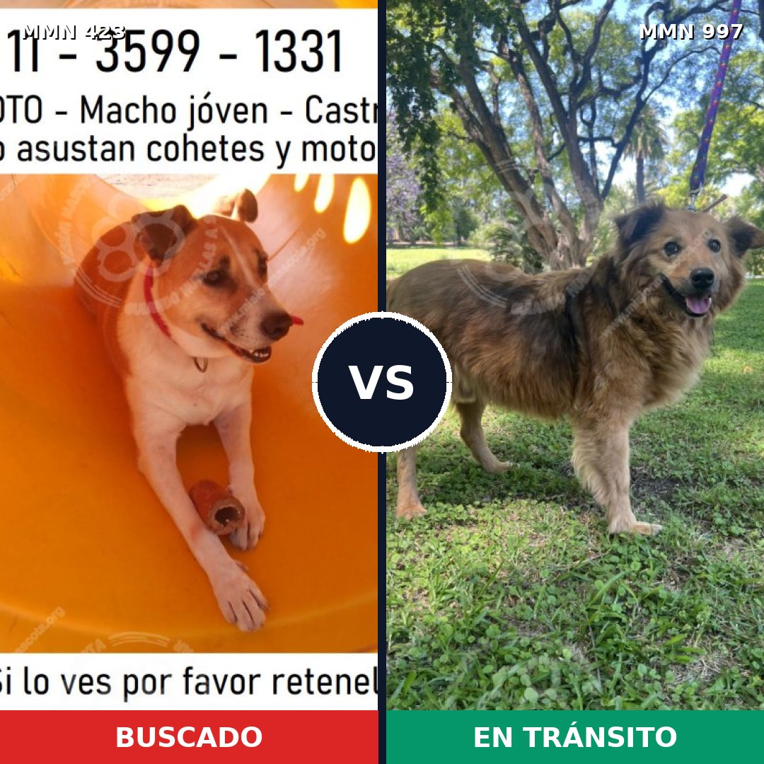 Comparativa MMS 15967: mascota perdida y mascota encontrada, 68% de similitud