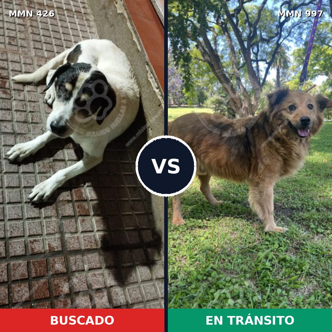 Comparativa MMS 15968: mascota perdida y mascota encontrada, 65% de similitud