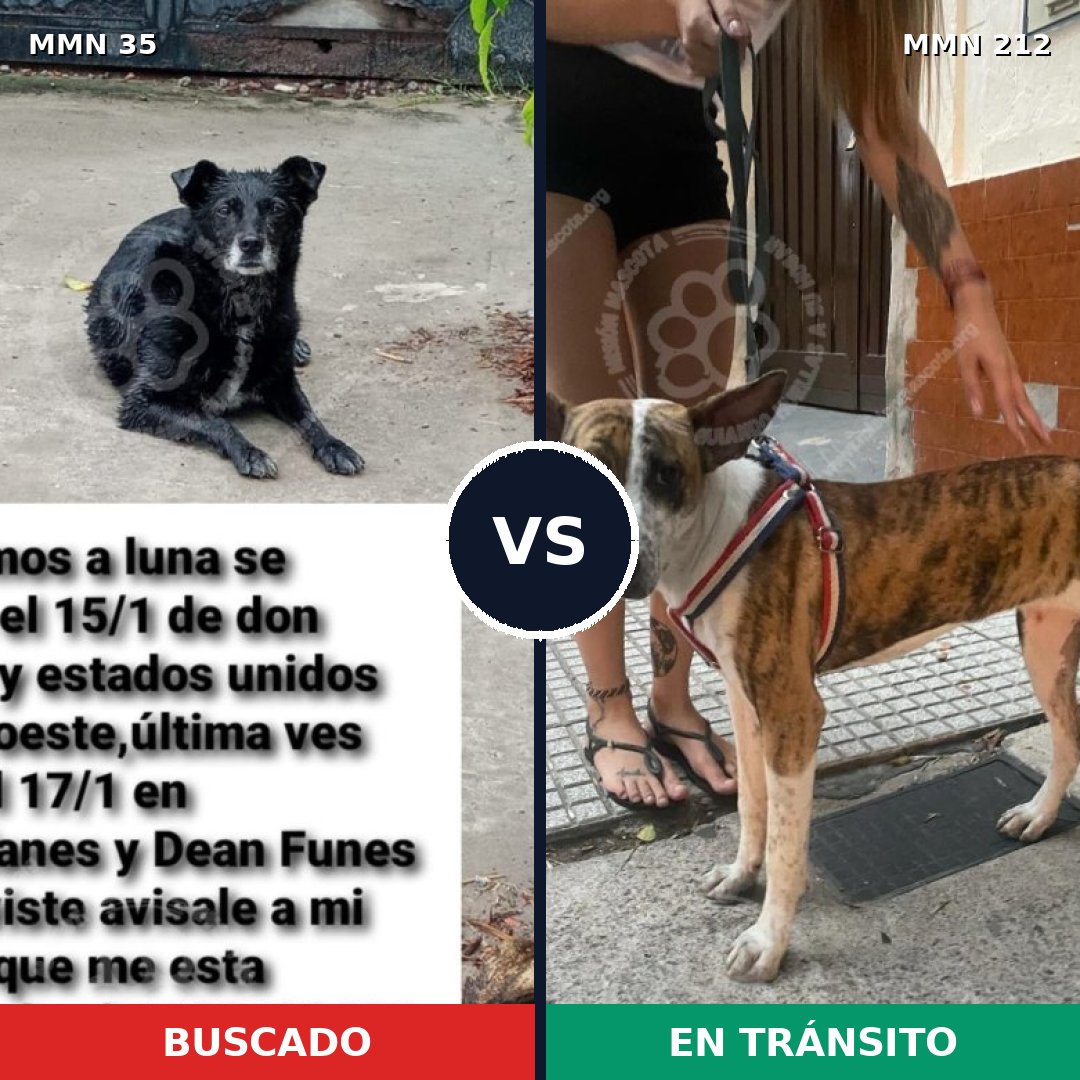 Comparativa MMS 1597: mascota perdida y mascota encontrada, 58% de similitud