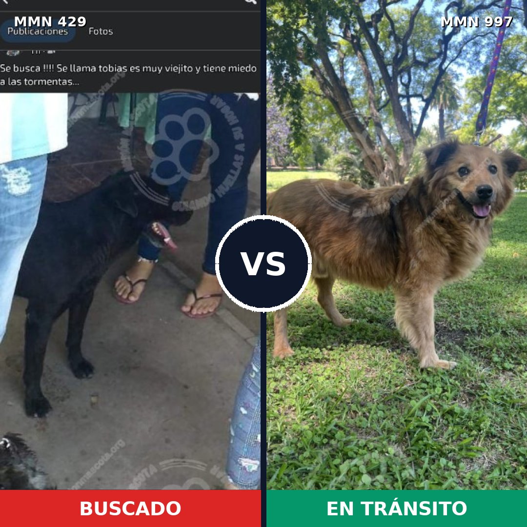 Comparativa MMS 15970: mascota perdida y mascota encontrada, 66% de similitud