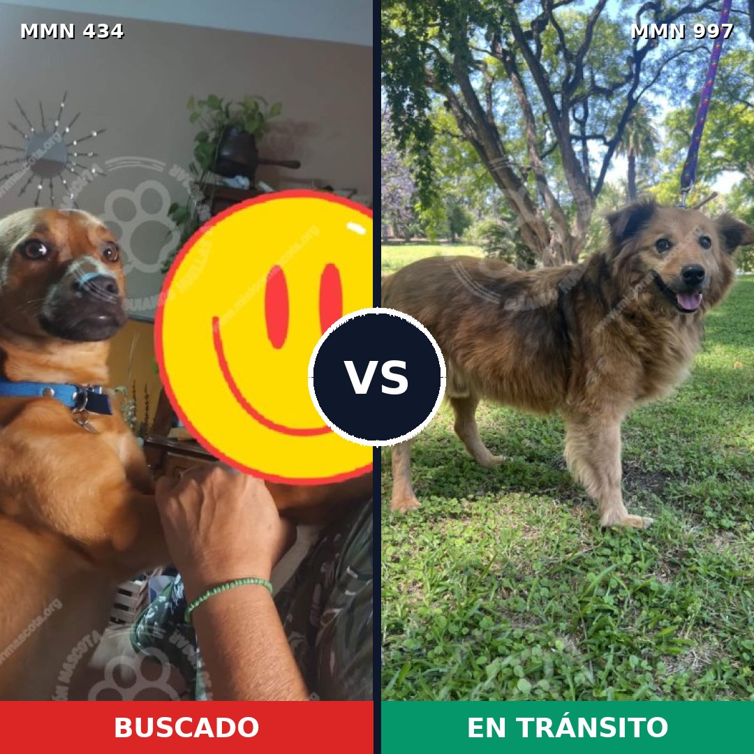 Comparativa MMS 15971: mascota perdida y mascota encontrada, 71% de similitud