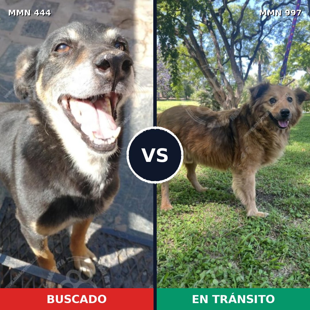 Comparativa MMS 15972: mascota perdida y mascota encontrada, 61% de similitud