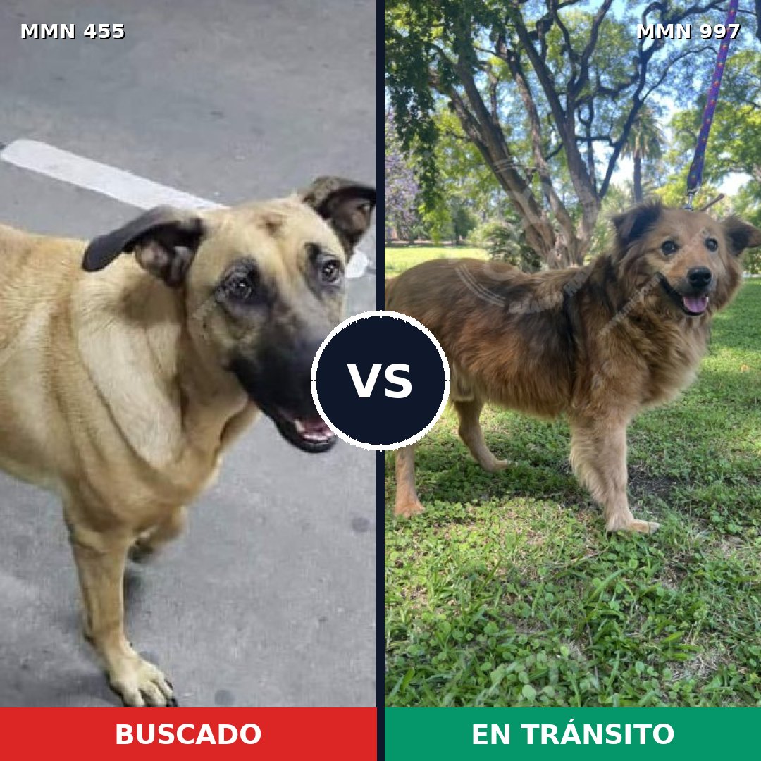 Comparativa MMS 15973: mascota perdida y mascota encontrada, 71% de similitud
