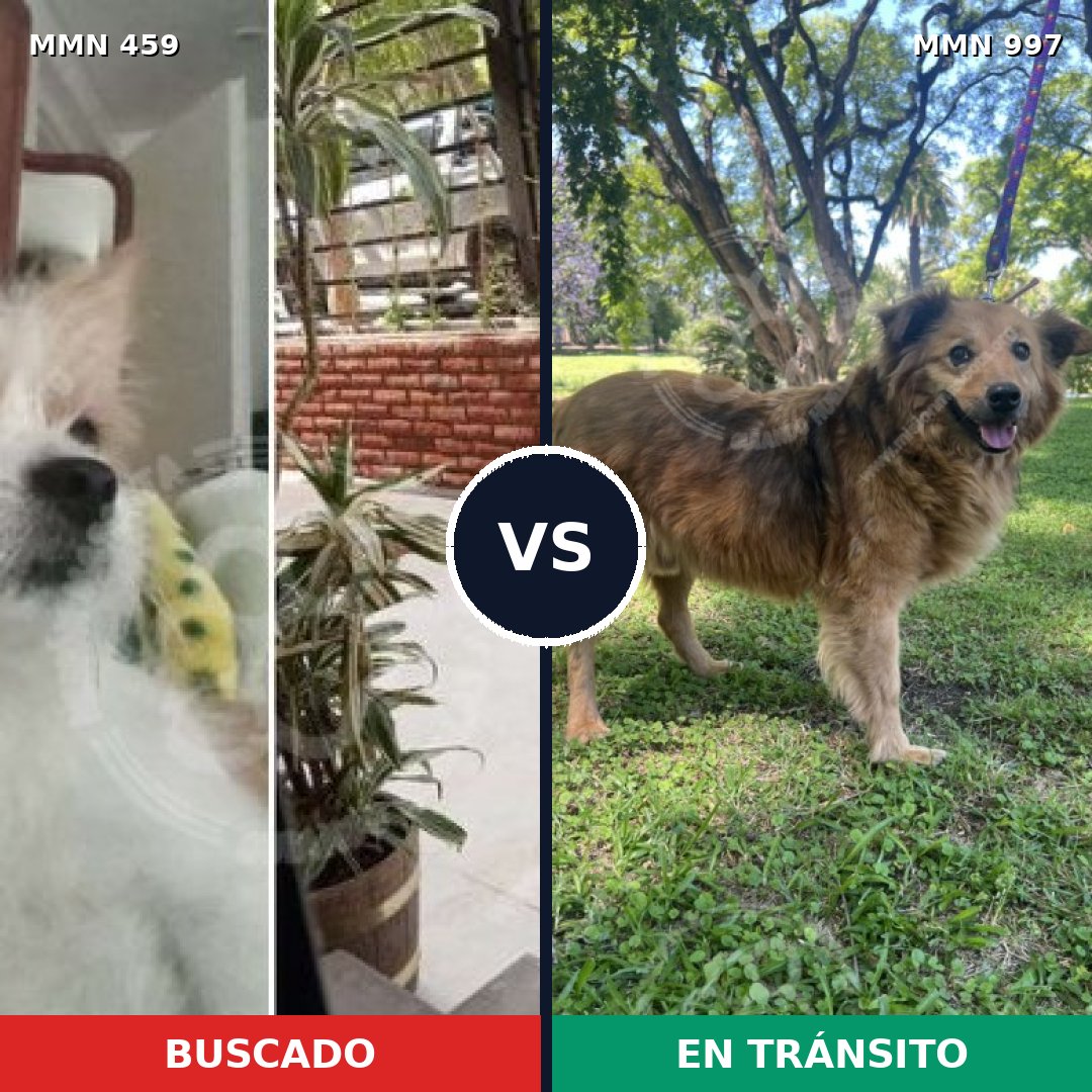 Comparativa MMS 15975: mascota perdida y mascota encontrada, 51% de similitud