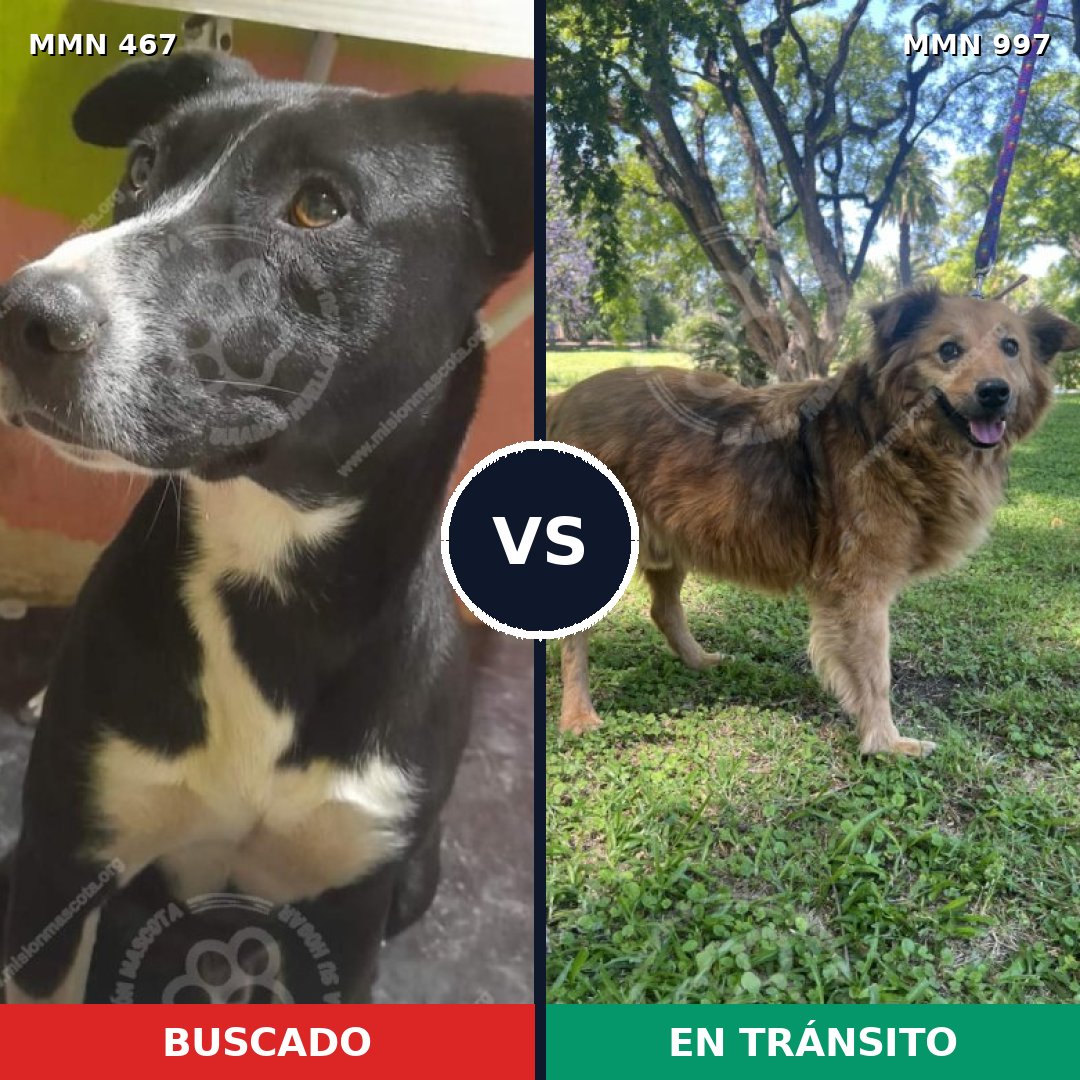 Comparativa MMS 15978: mascota perdida y mascota encontrada, 65% de similitud