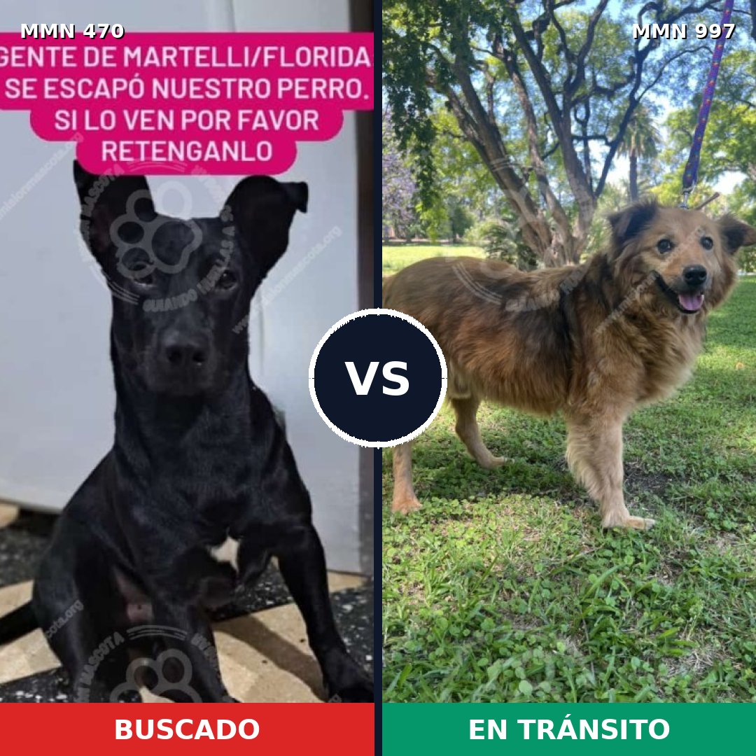 Comparativa MMS 15980: mascota perdida y mascota encontrada, 65% de similitud