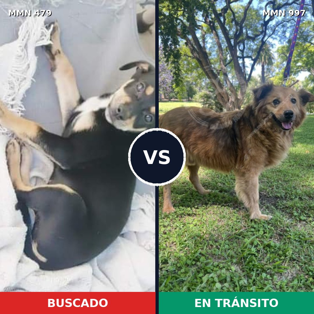 Comparativa MMS 15981: mascota perdida y mascota encontrada, 49% de similitud