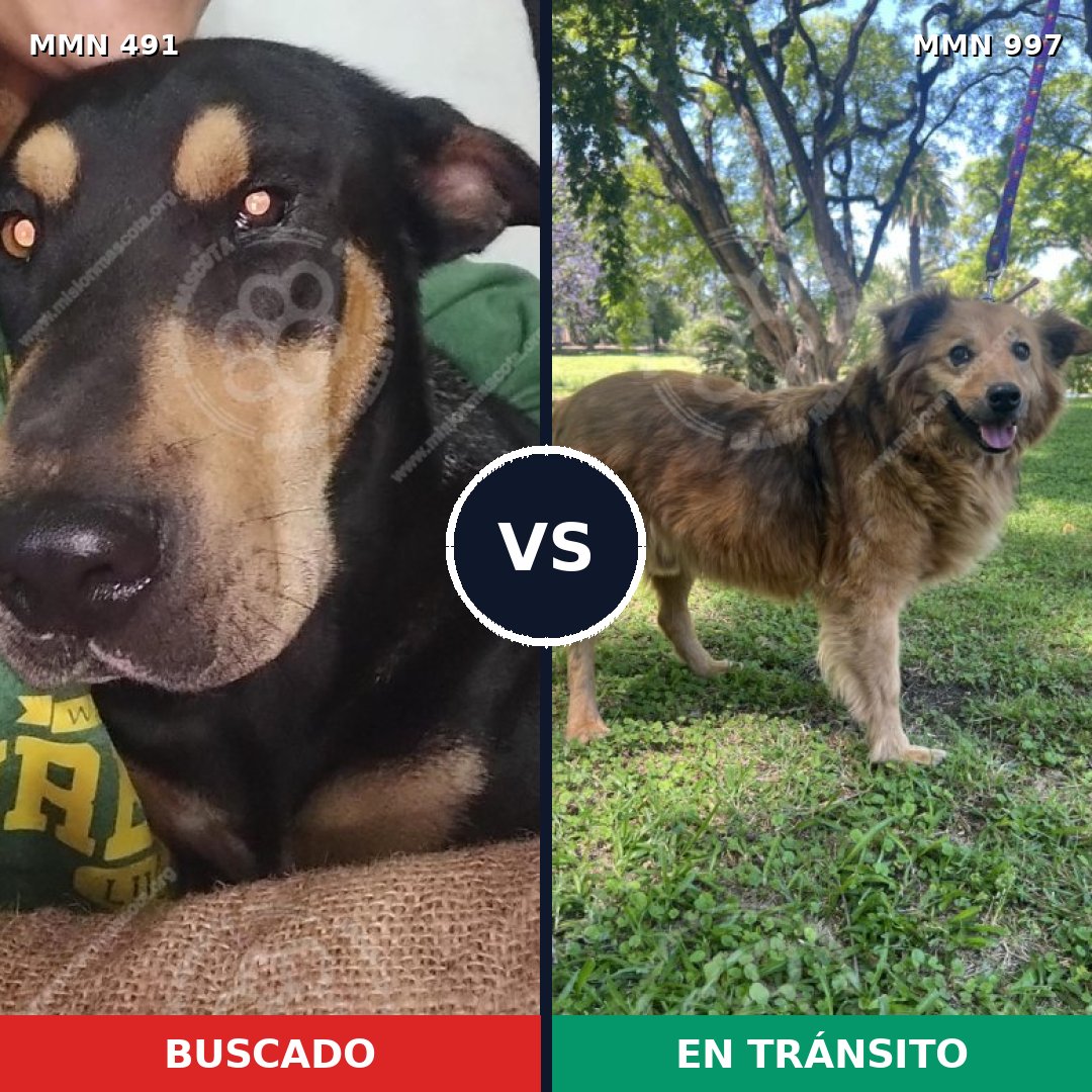 Comparativa MMS 15987: mascota perdida y mascota encontrada, 46% de similitud