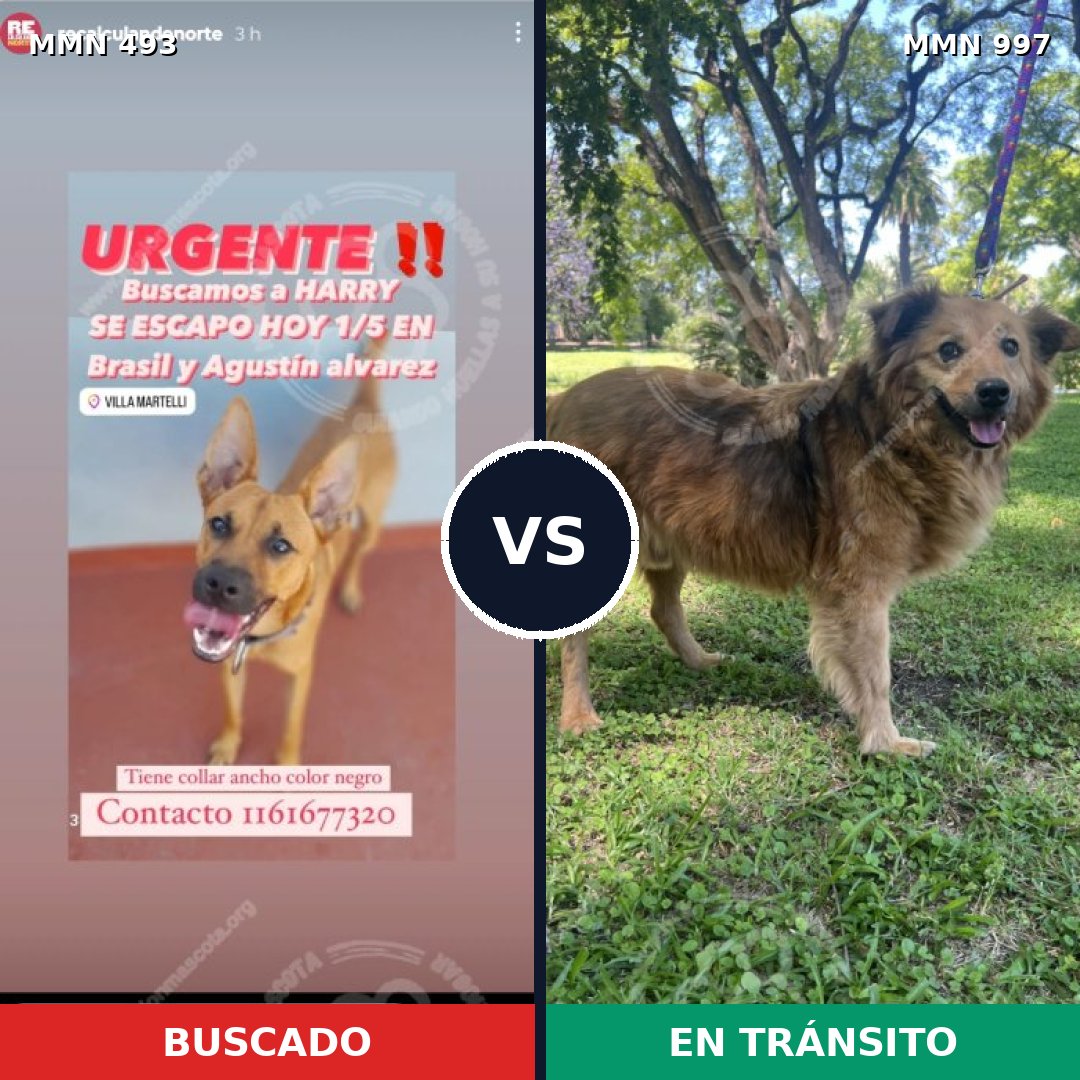 Comparativa MMS 15988: mascota perdida y mascota encontrada, 72% de similitud