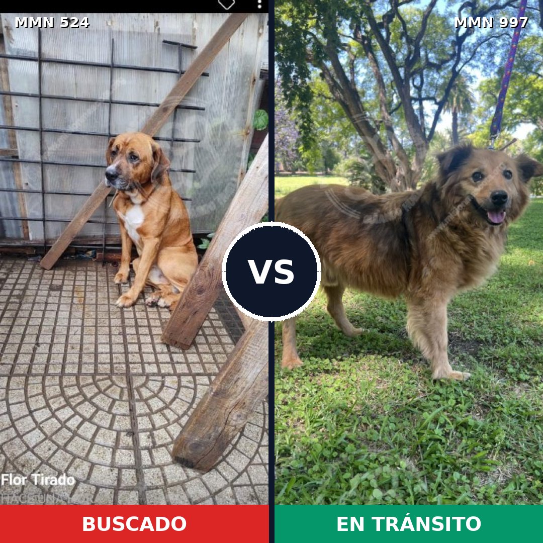 Comparativa MMS 15989: mascota perdida y mascota encontrada, 68% de similitud