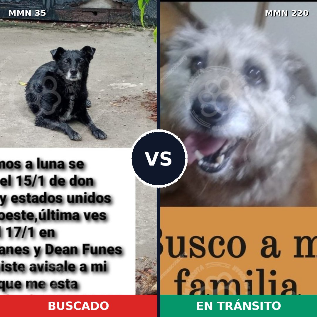 Comparativa MMS 1599: mascota perdida y mascota encontrada, 61% de similitud