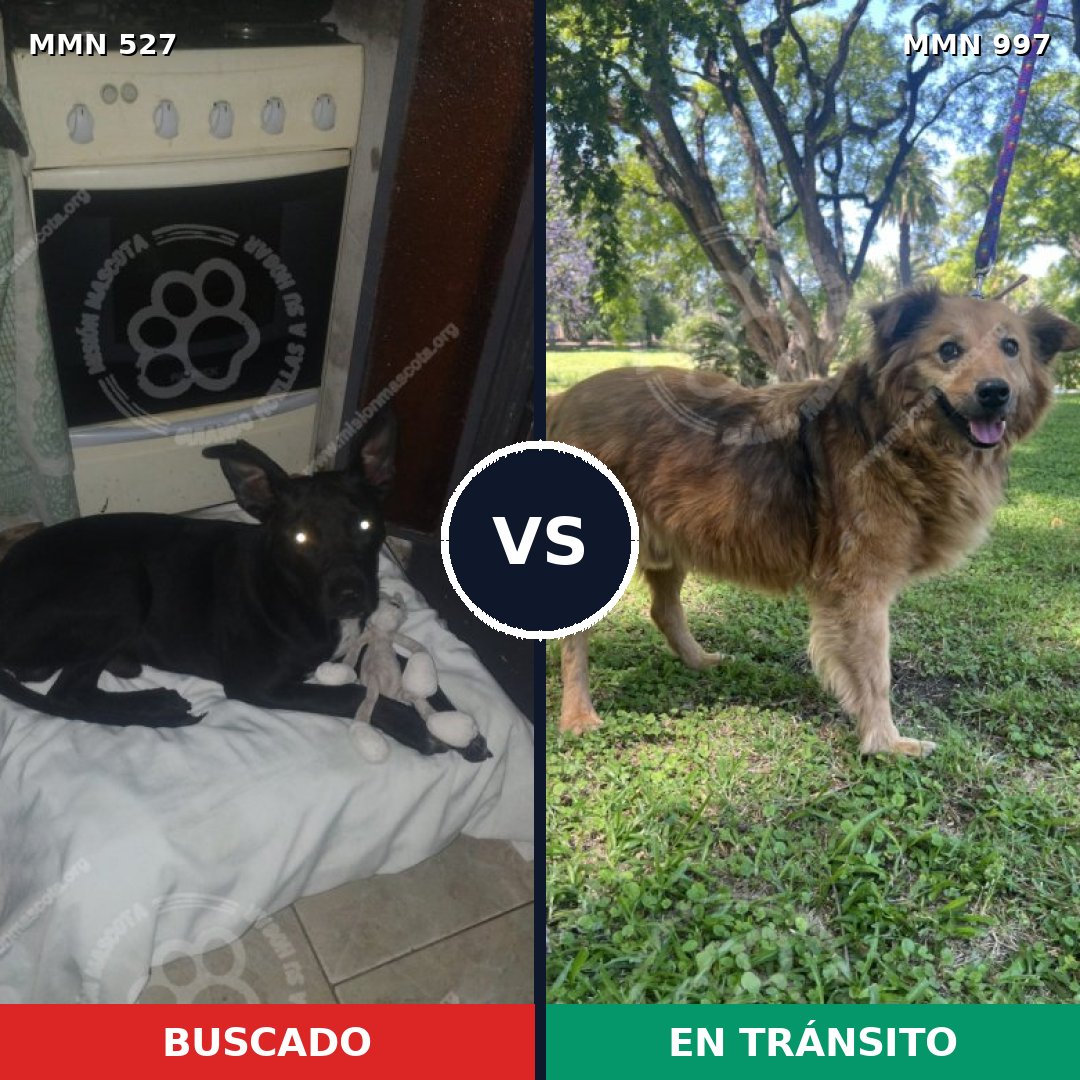 Comparativa MMS 15990: mascota perdida y mascota encontrada, 65% de similitud