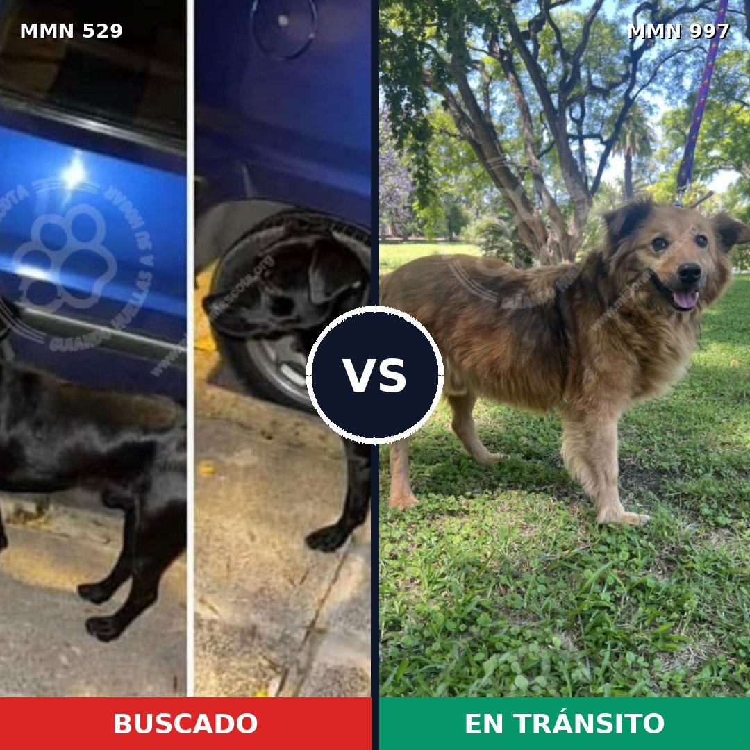 Comparativa MMS 15991: mascota perdida y mascota encontrada, 65% de similitud