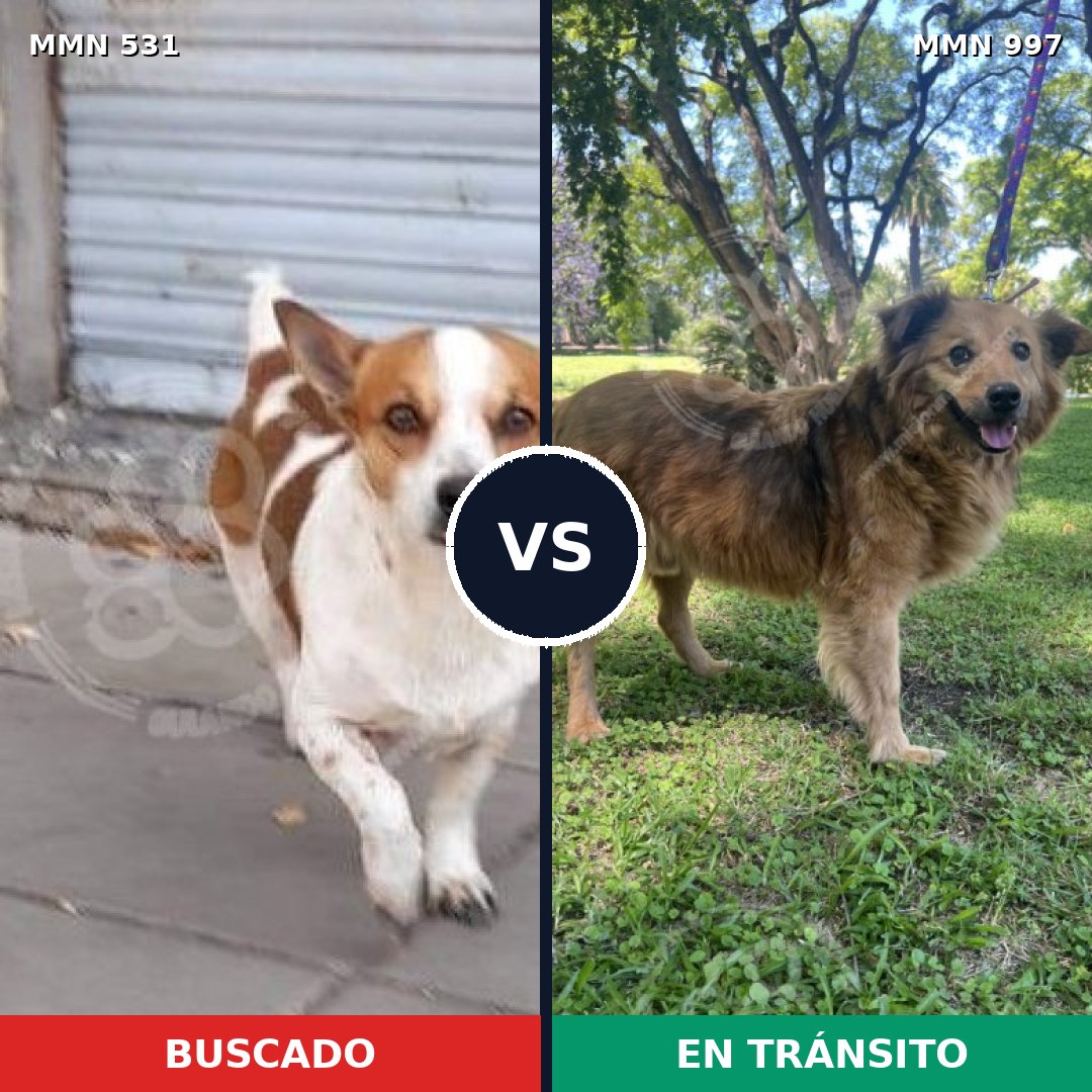 Comparativa MMS 15992: mascota perdida y mascota encontrada, 50% de similitud