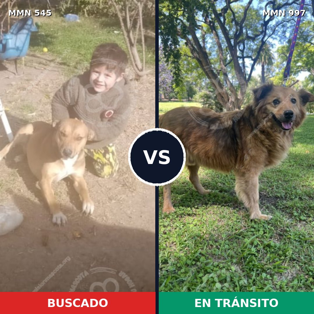 Comparativa MMS 15995: mascota perdida y mascota encontrada, 52% de similitud